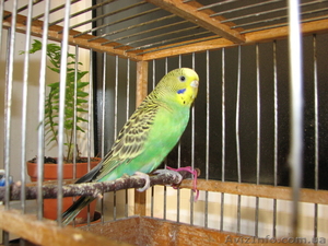 Продам волнистого попугая. #1056568