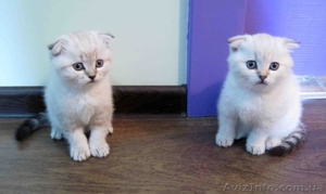 2 кошечки скоттиш фолд шоколадное пятно на серебре и мрамор  #1051233