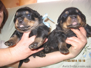 Продаются щенки породы ротвейлер #1055396