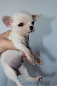 Щенки чихуахуа для разведения и шоу #1062772