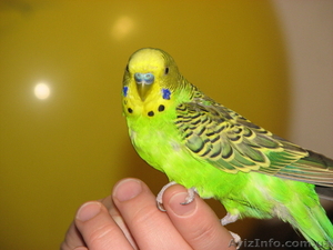 Попугай волнистый. Ручной. #676161