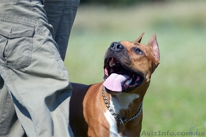 Щенки для тех,  кто ценит красоту и породность  Амстафф #1050662