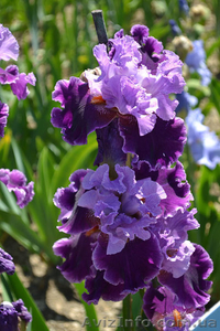 ирисы высокие бородатые зарубежной селекции  #1052745