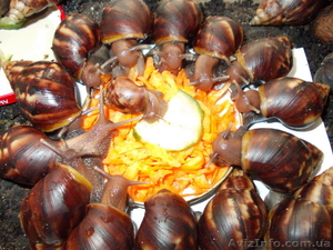 Улитки Ахатина Фулика #1059402