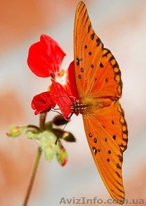 Возрождение тела #1049235