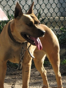 стаффордширский терьер продам #1058074