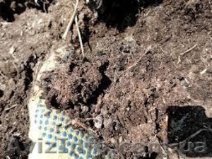 навоз коровий с фермерского хозяйства #1053870