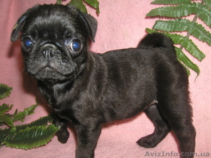 курносые мопсята #1056155