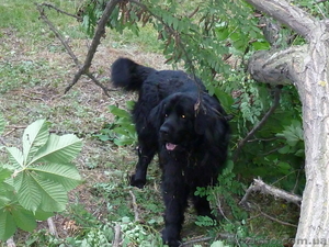 Мальчик  породистый  с родословной водолаз ищет   подружку. #1049830