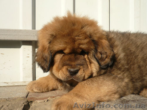 тибетский мастиф #1064640