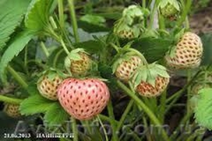 саженцы белой клубники Пайнберри #1052408