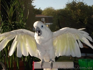 Фантастический попугай . Какаду . #1055390