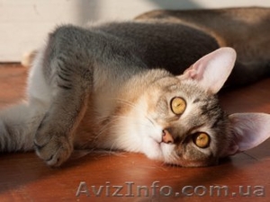 Продам шаузи (Абиссинская) #1065413