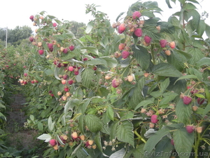 Саженцы малины сорта Херитейдж #1055836