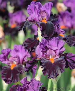 ирисы высокие бородатые #1058031