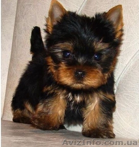 Продам мини щенков йоркширского терьера VIP - SHOW класса #1063854