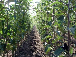 Продам сажанцы яблуни, , Слава