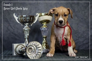 Выстовачный щенок  Девочки  Ам. Стафф. Терьер.,   #284940