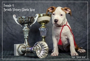 Выставочные щенки Американского Стаффордширского Терьера. #198421