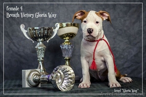 Веселые Щенки амстафф терьера  #1054071