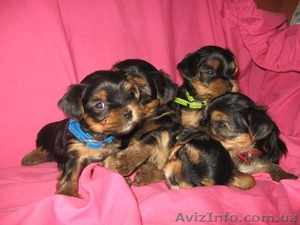 малыши йоркширского терьера   #1054745