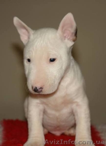 Бультерьер миниатюрный (карликовый) щеночки  #1071000