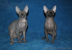 Котята донского сфинкса! #1071666