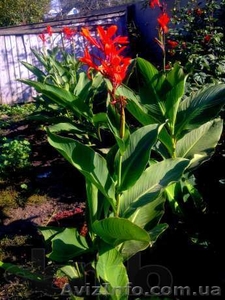 продам канны индийские до 30.04.14 по 10 грн #1080716