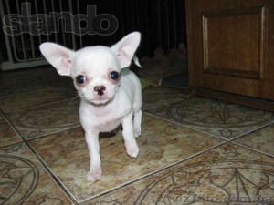 Чихуахуа мальчики и девочки мини #1067162