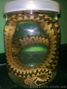 Змеиная настойка #1073550