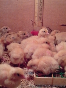 Предлагаю перепелиное инкубационное яйцо #1075690