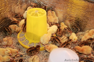 Продам суточных перепелов,  перепелиные яйца #1071401
