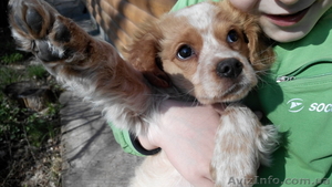 Щенок для охоты #1066097