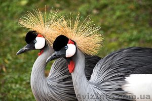 Продам журавлей,  декоративные журавли,  Венценосный журавль,  ибис #1067525