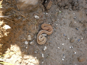 Змея Карпатская #1073561