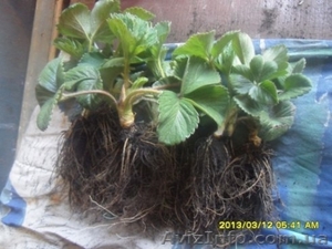 Саженцы и рассада клубники Хоней,  Клери. #1073569