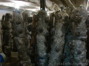 мицелий вешенки пакеты увлажнитель Николаев #1068603