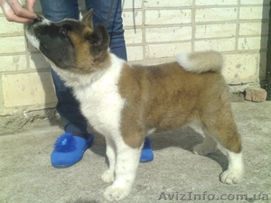 Щеночки акиты самый верный друг! #1071514