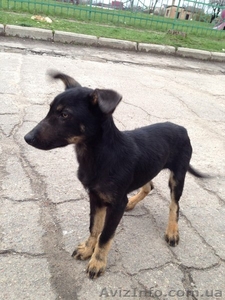 Щенок-мальчик ищет дом!   #1072671