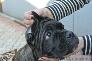 самый лучший охранник Кане Корсо #1071522