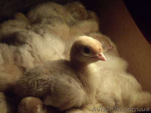 Продам индюшат кросс биг-6 #1082172