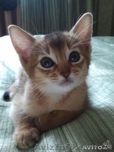 Продам абиссинчика кошечка #1066291