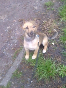 Умненькая щенок-девочка только для хороших людей!!!  #1073911