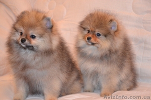 Девочки миниатюрного и померанского шпица #1068873