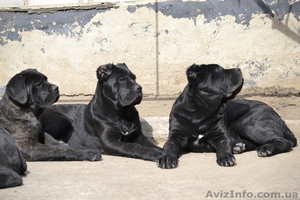 Щенки Кане-корсо от Мультичемпиона #1069479
