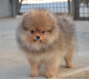 Щеночки миниатюрного и померанского шпица #1073448
