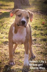 Высокопородные щенки американского стафф терьера  #1070997