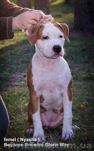 Девочка от Чемпионов Американский Стаффордширский Терьер. #316491