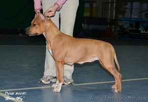 Супер щенки  Девочки  Ам. Стаф. Терьера. #207286