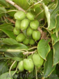 Актинидия ПОЧТОЙ В КОНТЕЙНЕРЕ #1074859